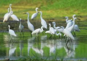 愛豆吃瓜娛樂白鷺,白鷺帶你揭秘娛樂圈幕后故事