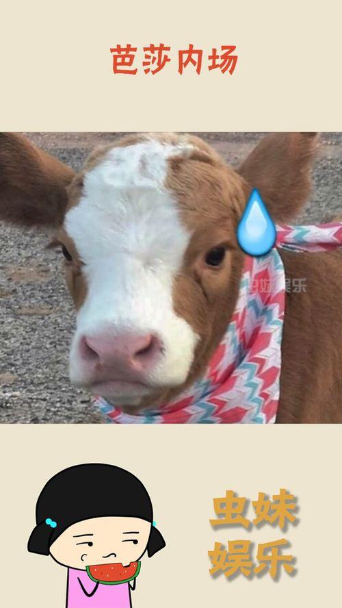 娛樂吃瓜醬章魚,揭秘娛樂圈那些不為人知的幕后故事