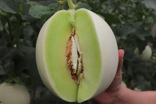 娛樂吃瓜菌人人有苦衷,人人有苦衷，吃瓜菌帶你探秘幕后真相