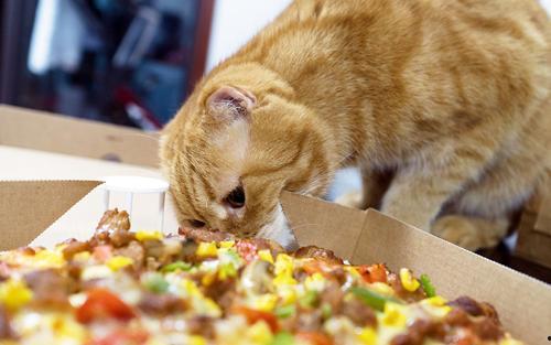 貓貓永不為奴娛樂吃瓜醬,揭秘娛樂圈幕后趣聞