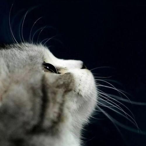 娛樂(lè)吃瓜君小貓咪,揭秘娛樂(lè)圈那些不為人知的幕后故事