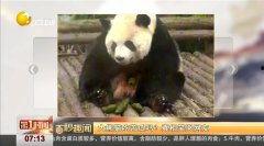 娛樂(lè)吃瓜熊貓視頻